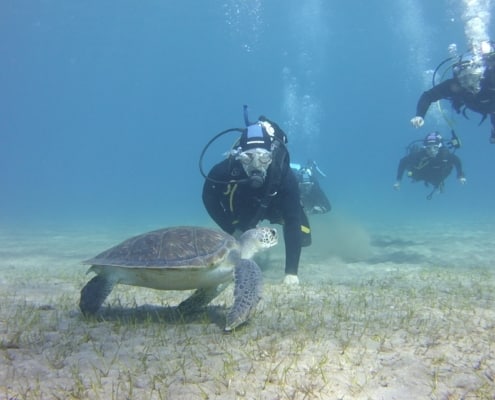 Tauchkurse Schnupperkurs Schildkröte