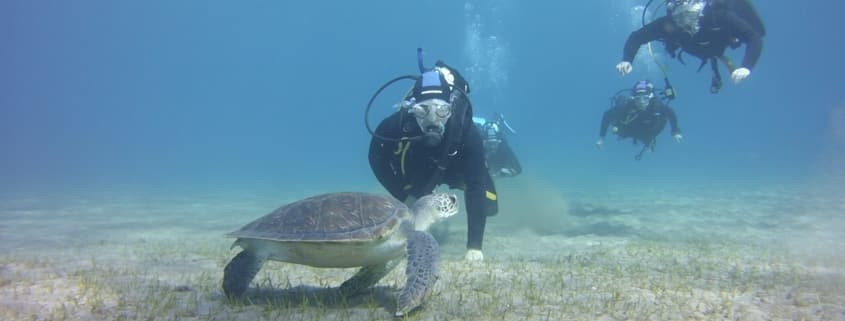 Tauchkurse Schnupperkurs Schildkröte