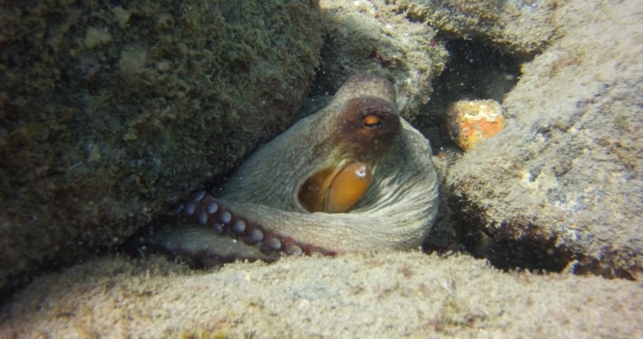 Oktopus