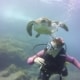 Unterwasserschildkröte