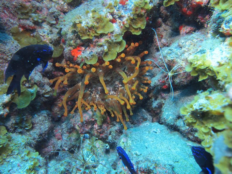 Diving Center Tenerife - Gallery
